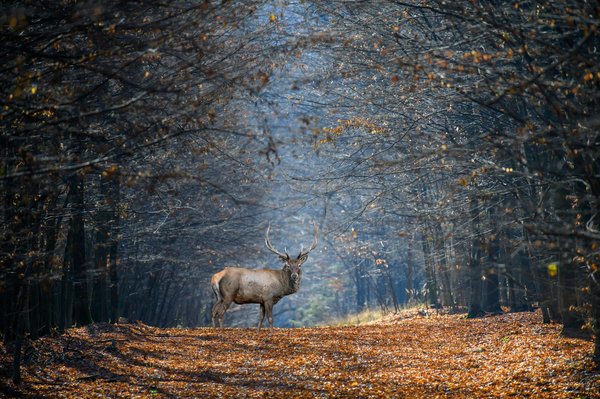 How can you design a garden that attracts native wildlife in a Cambridge suburb?